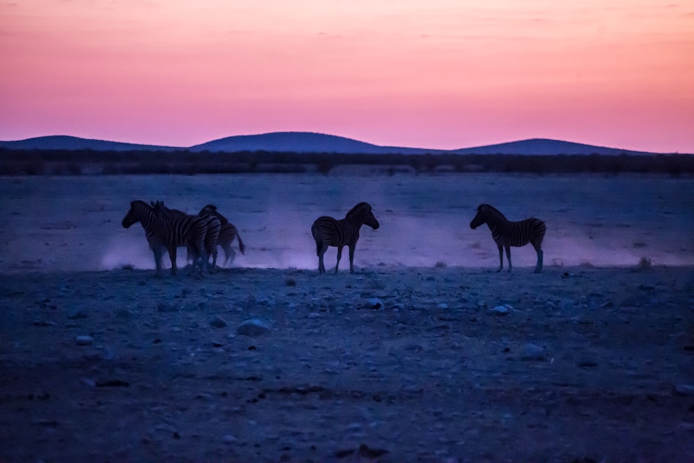 골든 아워 동안 모래 위에 서있는 4 마리의 말의 실루엣 사진