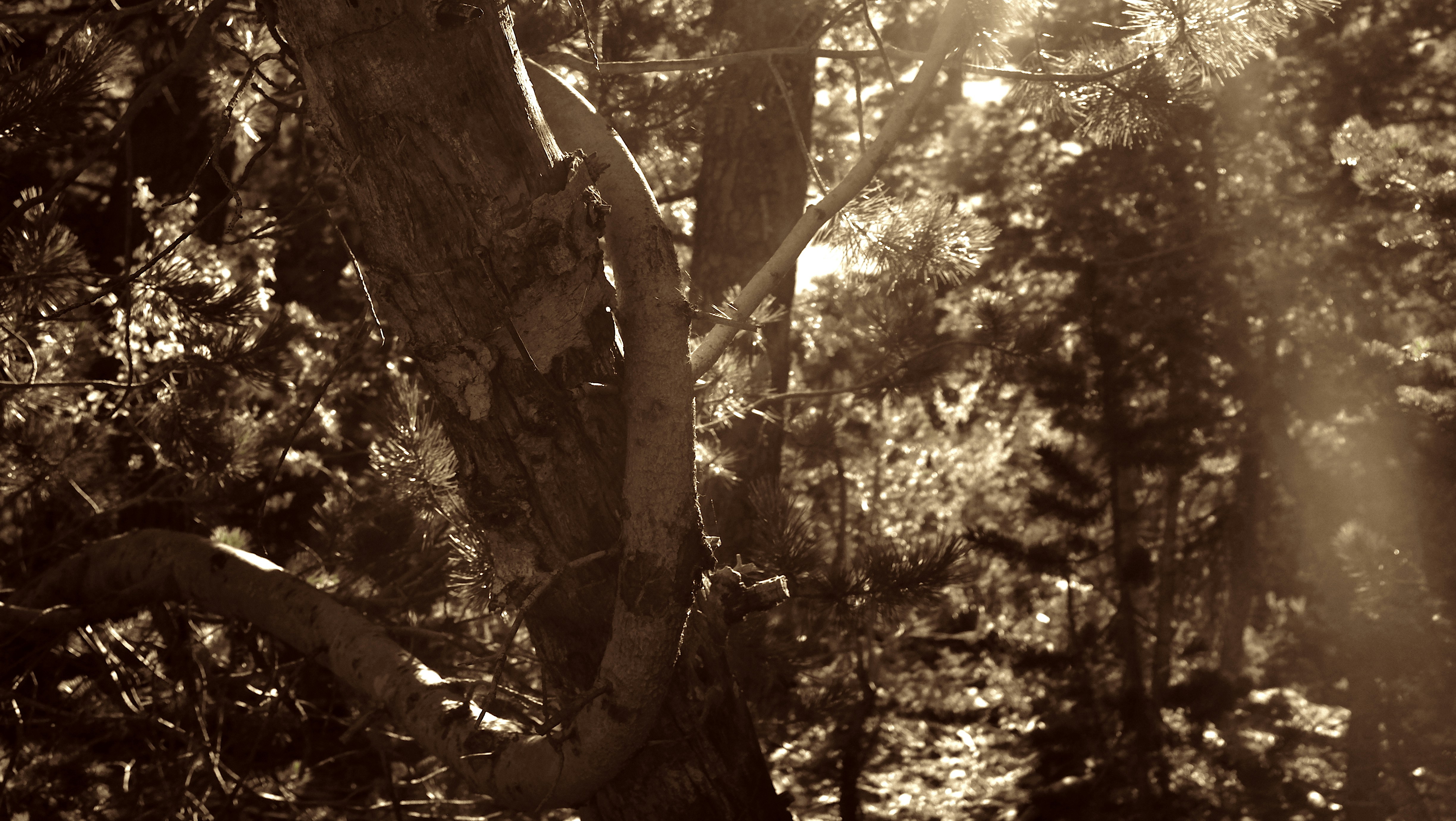 Black Hole Complementarity: Resolving Information Paradoxes Through Observer Dependence