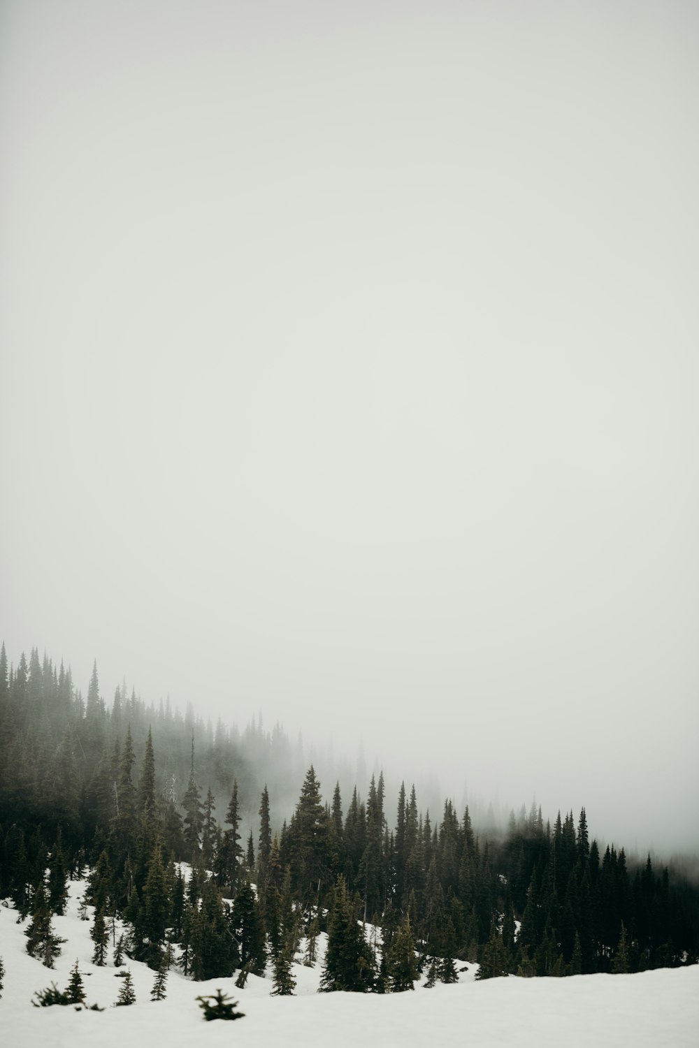 forest with fog