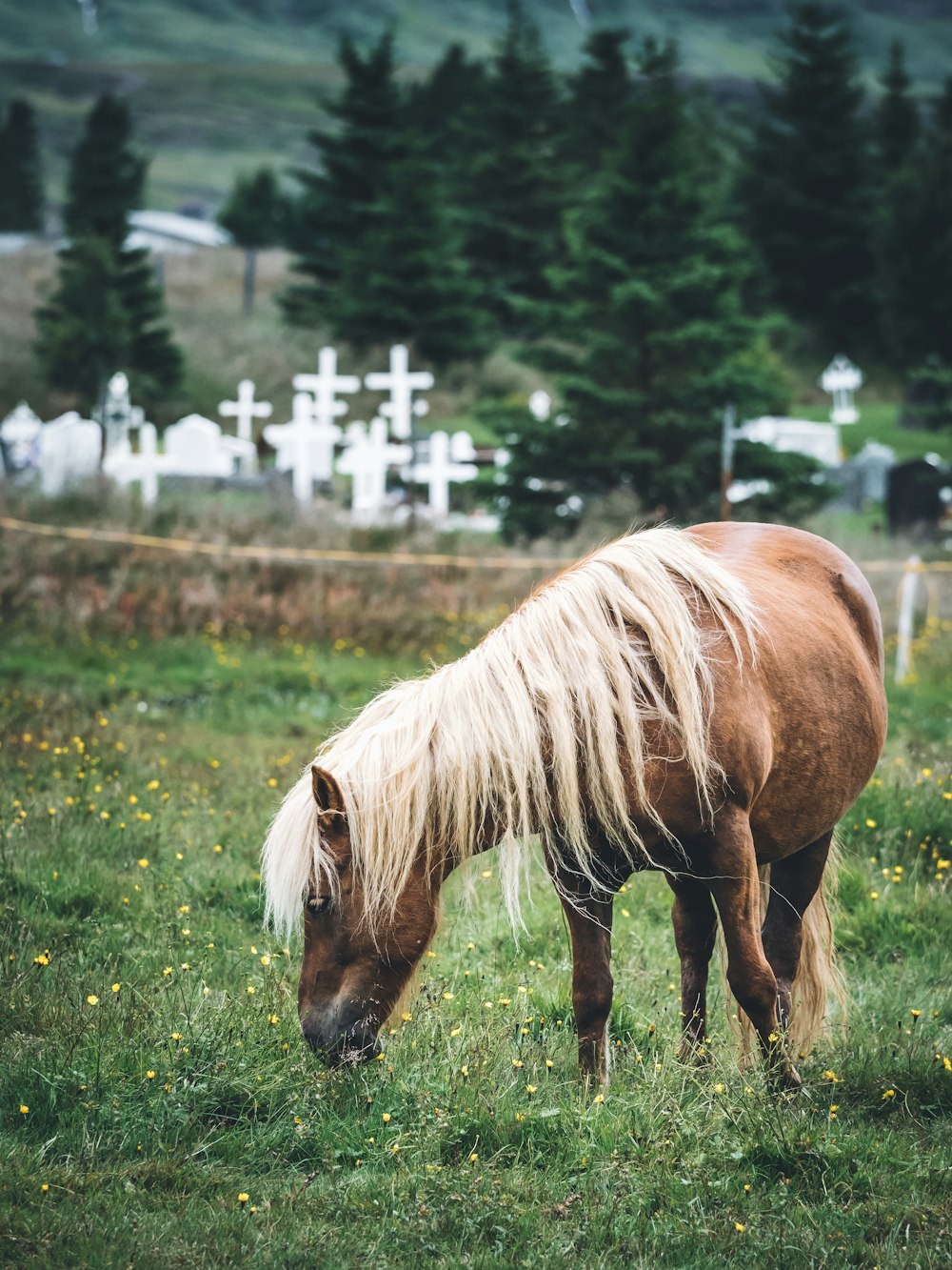 묘지 근처의 갈색 말의 선택적 초점 사진