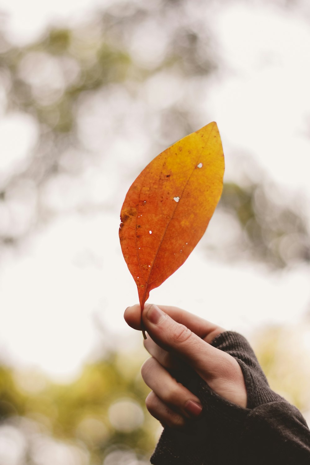 person holding brown dried leaf