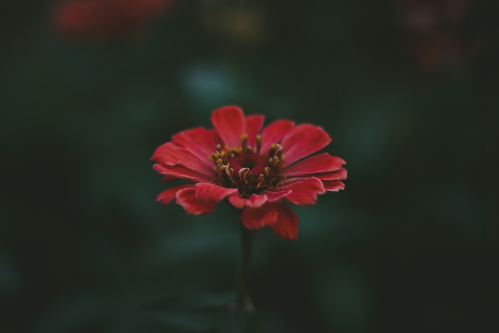 focus photography of red petaled flower