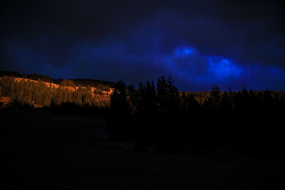 silhouette of trees under purple and blue sky