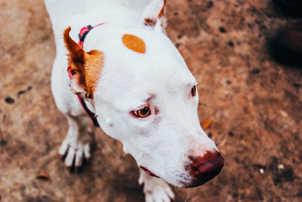 adult short-furred white and tan dog walking