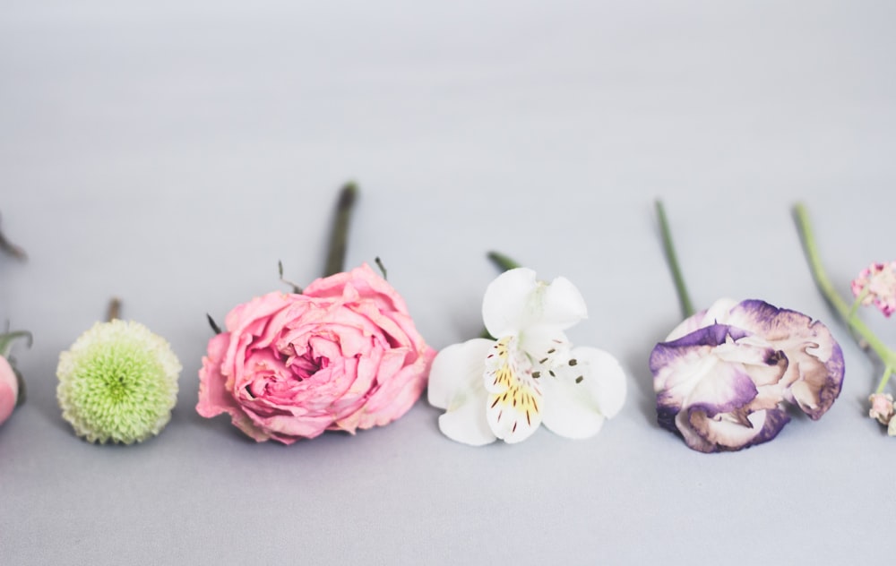 assorted-color petaled flowers