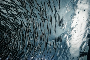 School of tropical fish swimming in formation over the marine park’s protected area