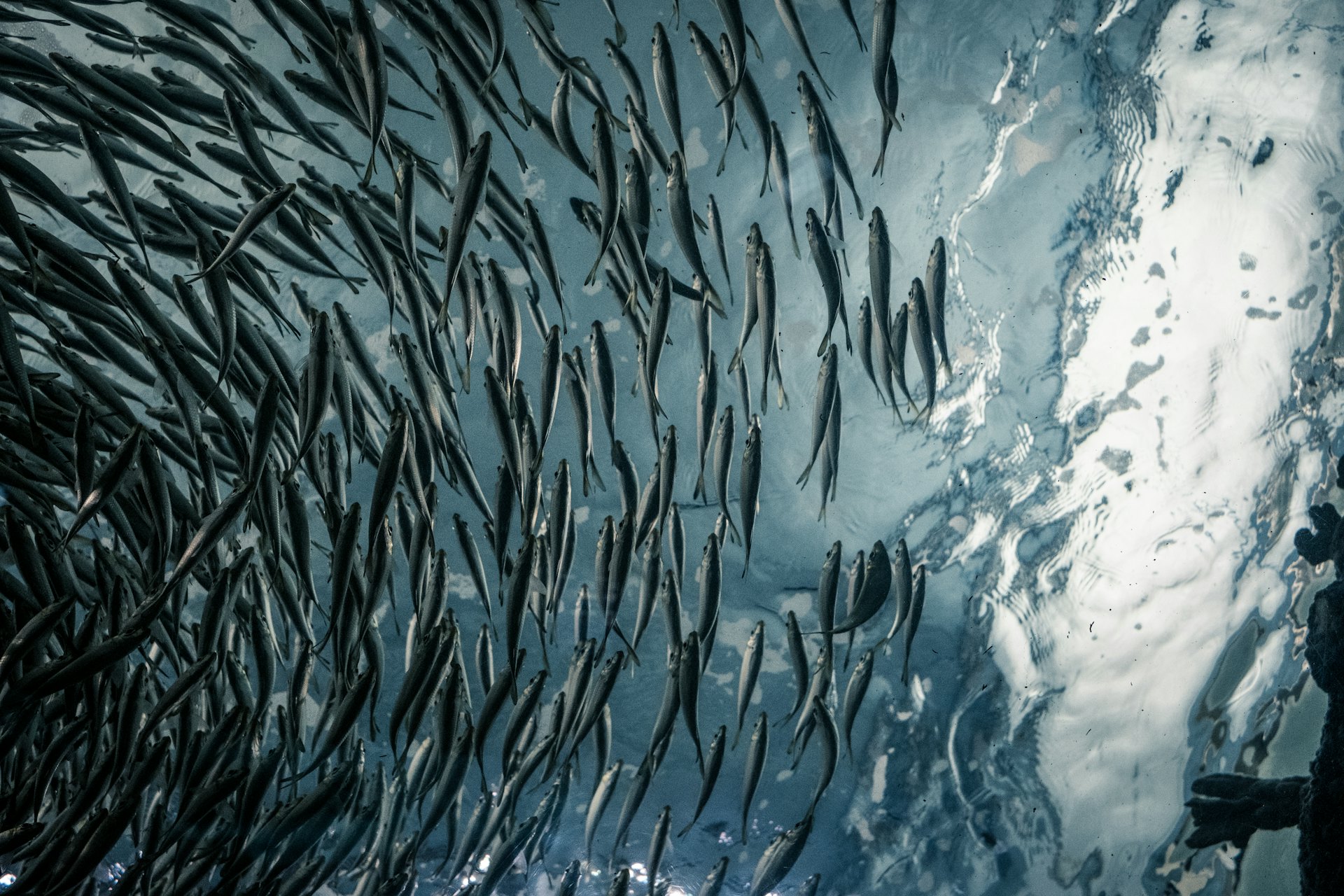 Sustainable aquaculture