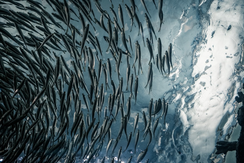 cardume de peixes cinzentos