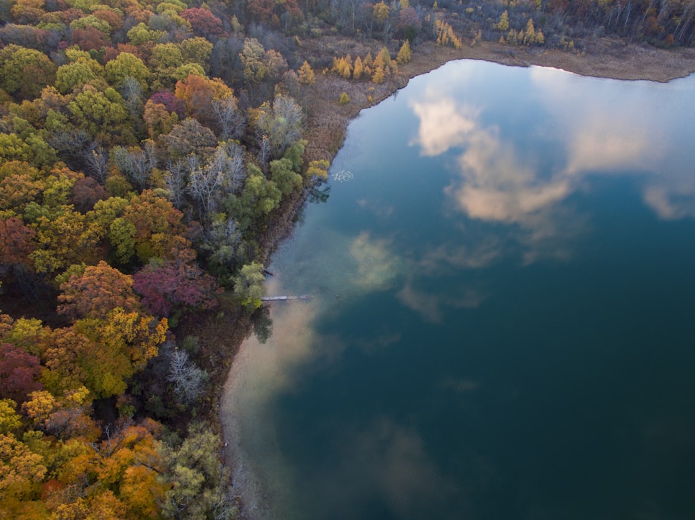 fotografia aerea di un albero vicino a uno specchio d'acqua