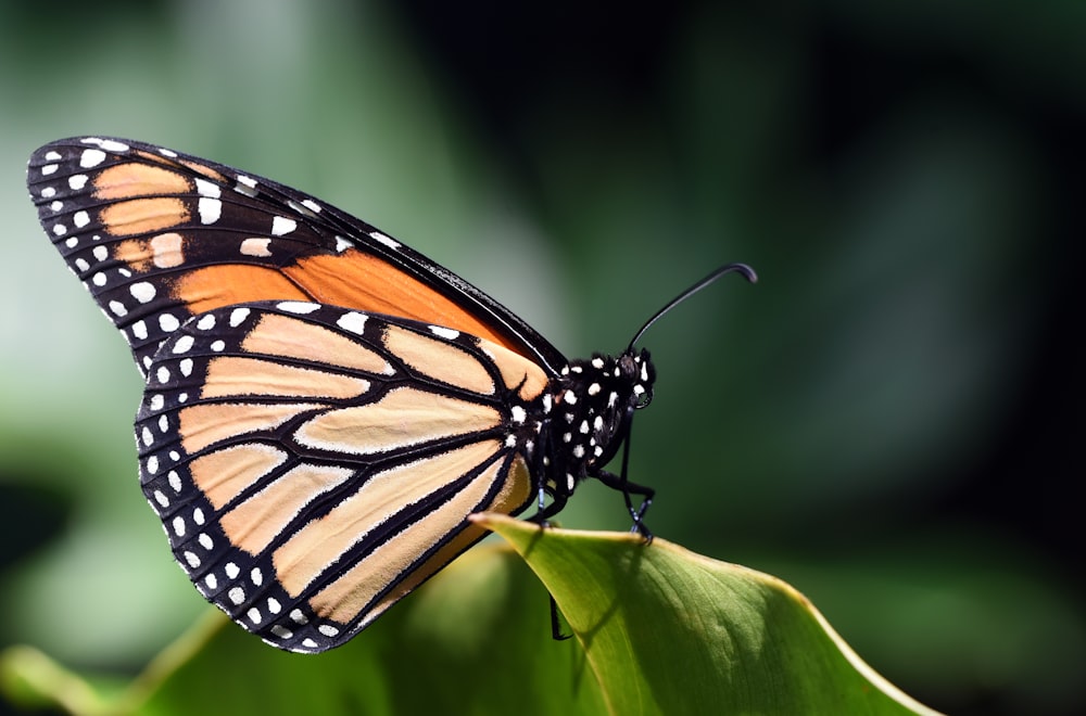 Mariposa monarca en fotografía macro de hoja verde