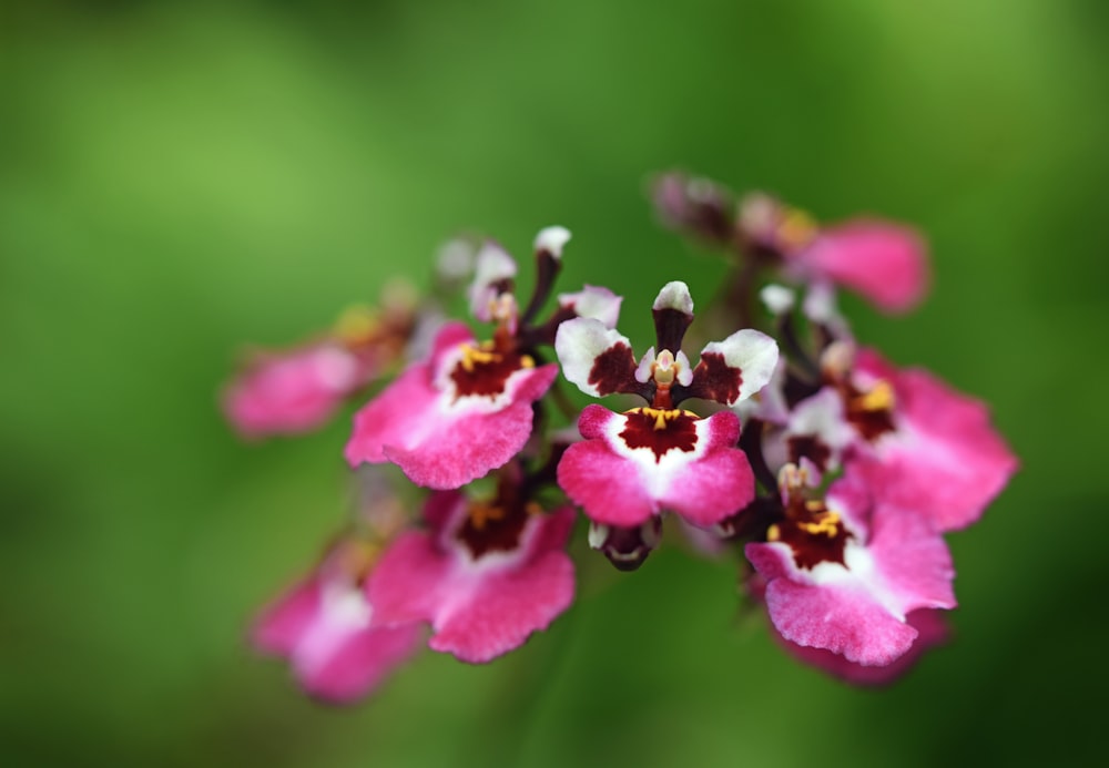 pink petaled flowers