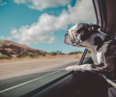 Boston Terrier inside a vehicle