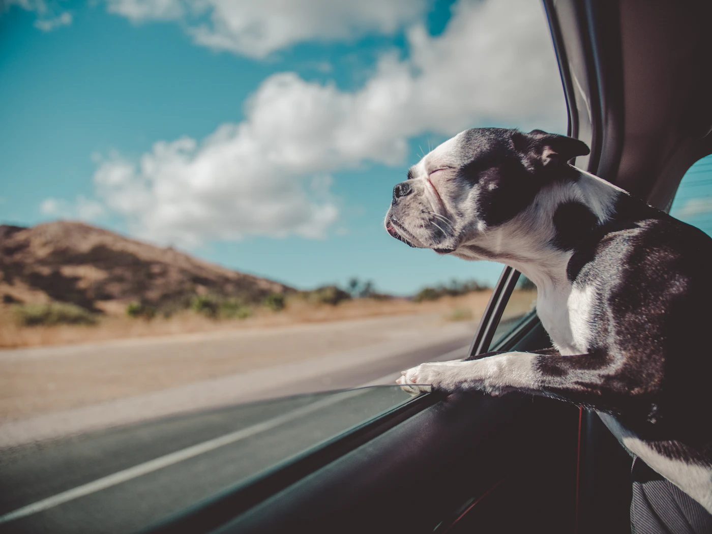 A Boston Terrier leaning out of a car window with ears back as the car crosses an open desert highway under a bright blue sky