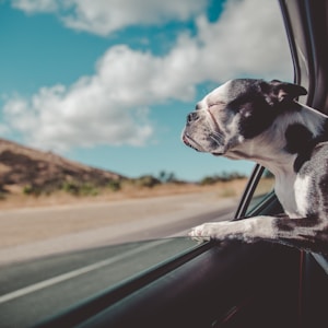 Boston Terrier inside a vehicle