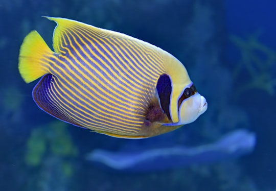 yellow, blue, and black fish in Cairns City Australia