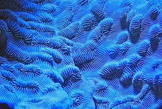 blue textile