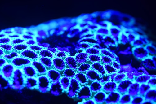 Vivid purple coral with intricate patterns under soft blue lighting.
