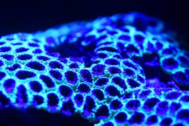 Vibrant fluorescent coral displaying intricate patterns and textures under ultraviolet light, with hues ranging from bright blue to deep purple.