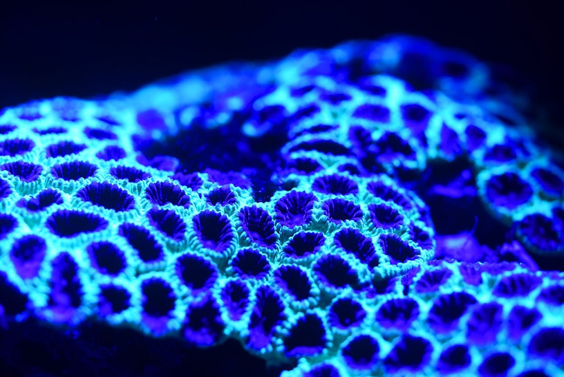Vibrant fluorescent coral displaying intricate patterns and textures under ultraviolet light, with hues ranging from bright blue to deep purple.