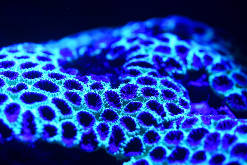 Bioluminescent Pictures  Download Free Images on Unsplash