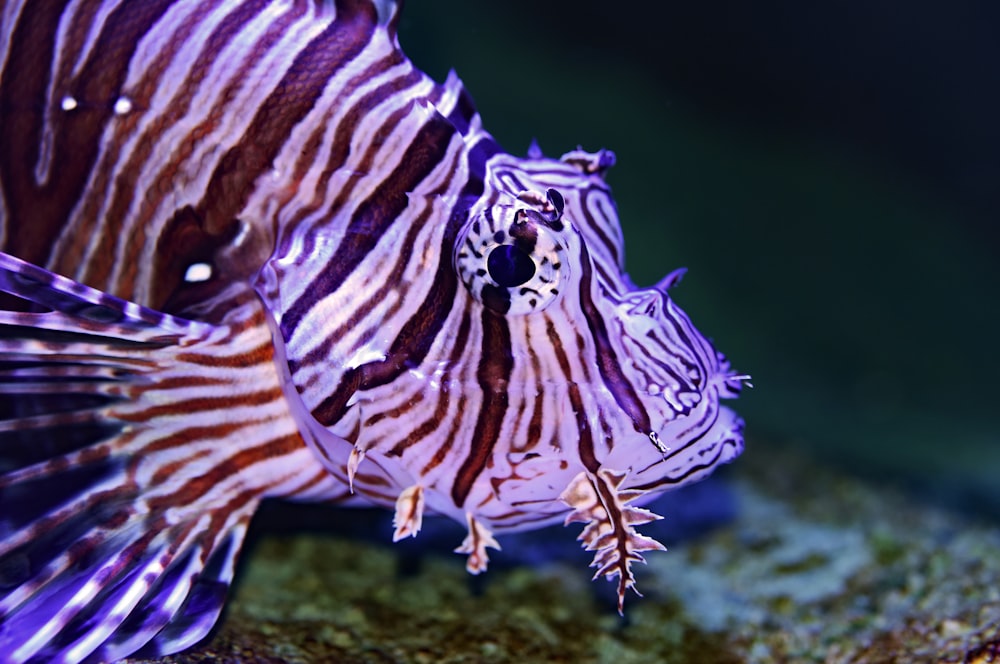 black and white lion fish macro photography