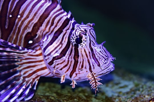 black and white lion fish macro photography in Cairns City Australia