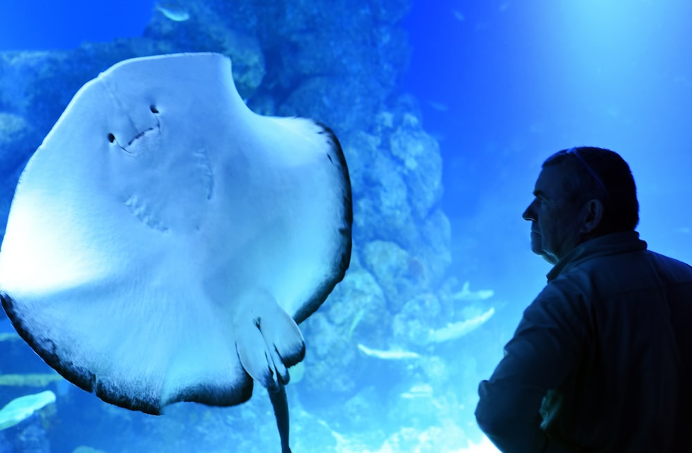 man standing near manta ray sea creature