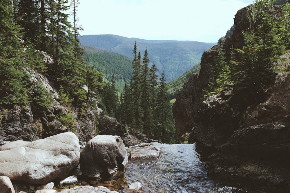 Fluss zwischen Felsen und Kiefern am Tag