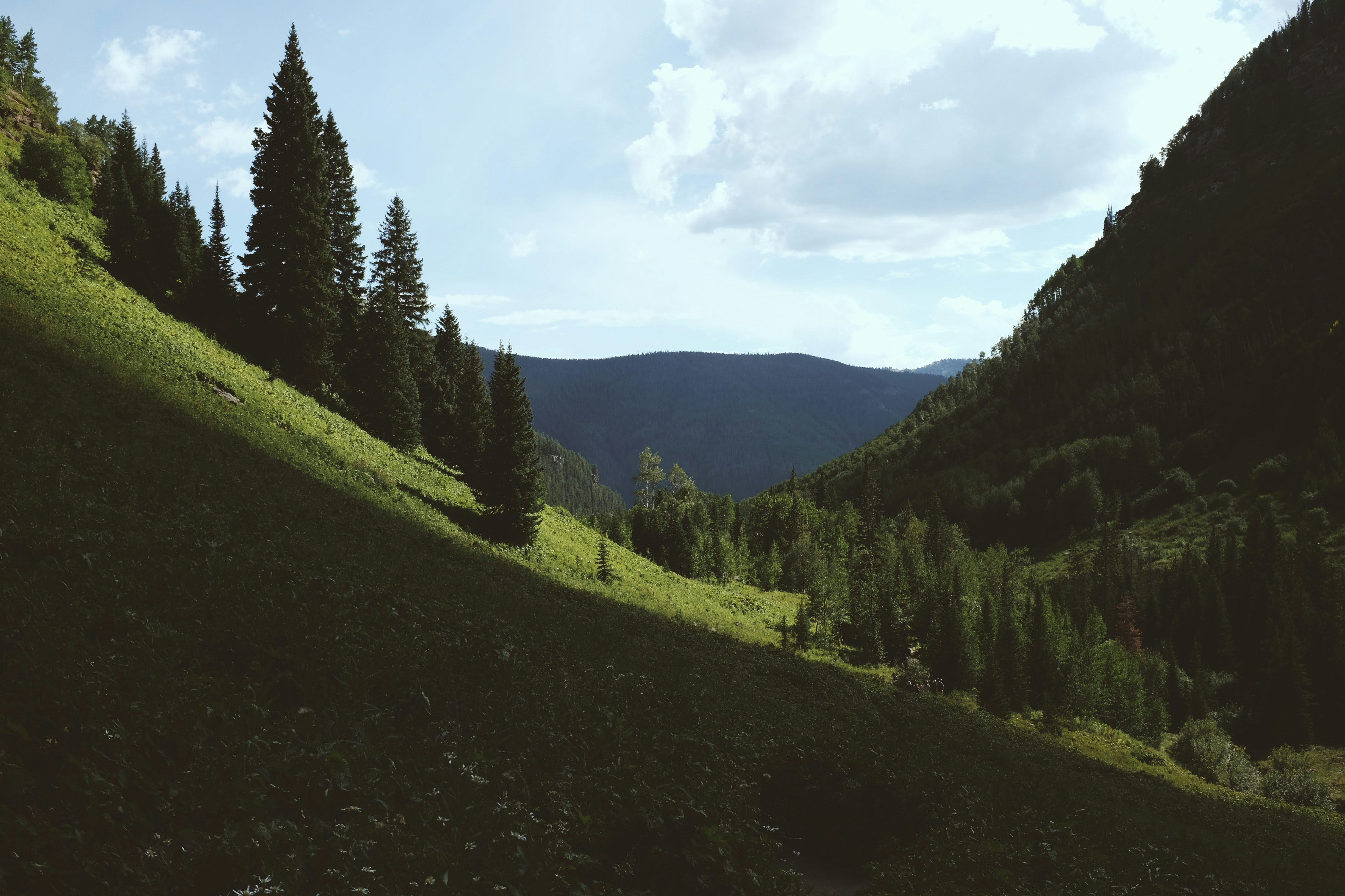 pine trees on hill under cloudy skies daytime
