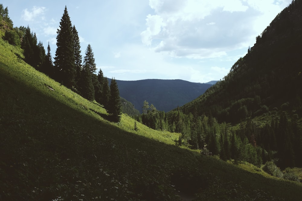 pine trees on hill under cloudy skies daytime