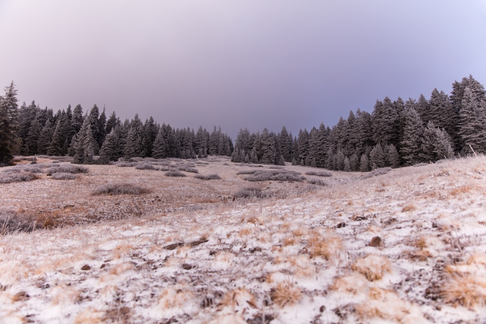 green pine trees on snow covered ground during daytime