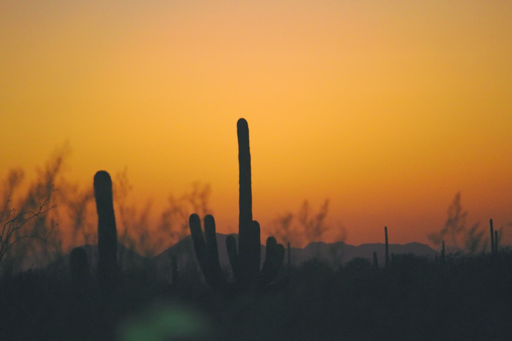 silhouette cactus