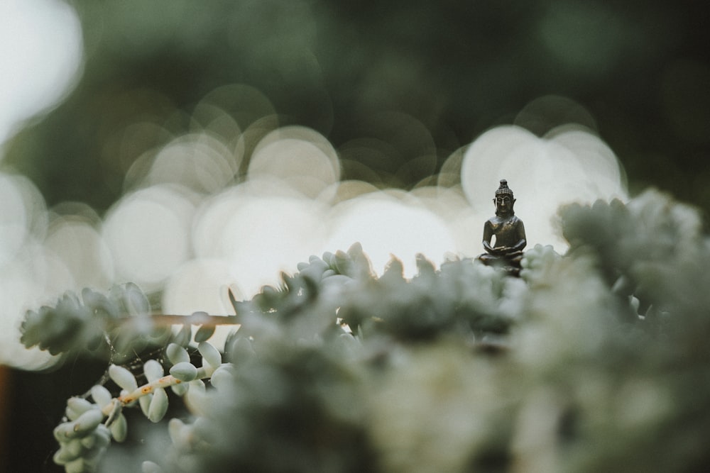 fotografia de foco seletivo da estátua de Buda
