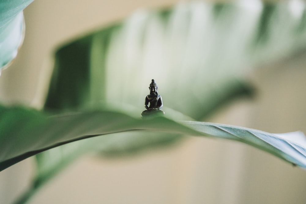 selective focus photography of black Buddha figurine on green leaf