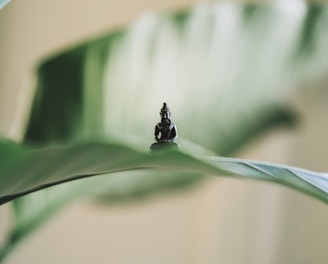 selective focus photography of black Buddha figurine on green leaf