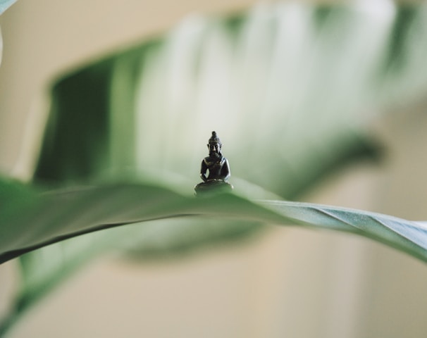 selective focus photography of black Buddha figurine on green leaf