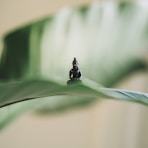 selective focus photography of black Buddha figurine on green leaf