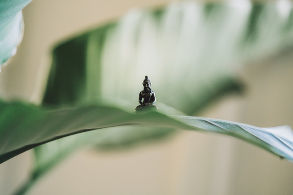 selektive Fokusfotografie der schwarzen Buddha-Figur auf grünem Blatt