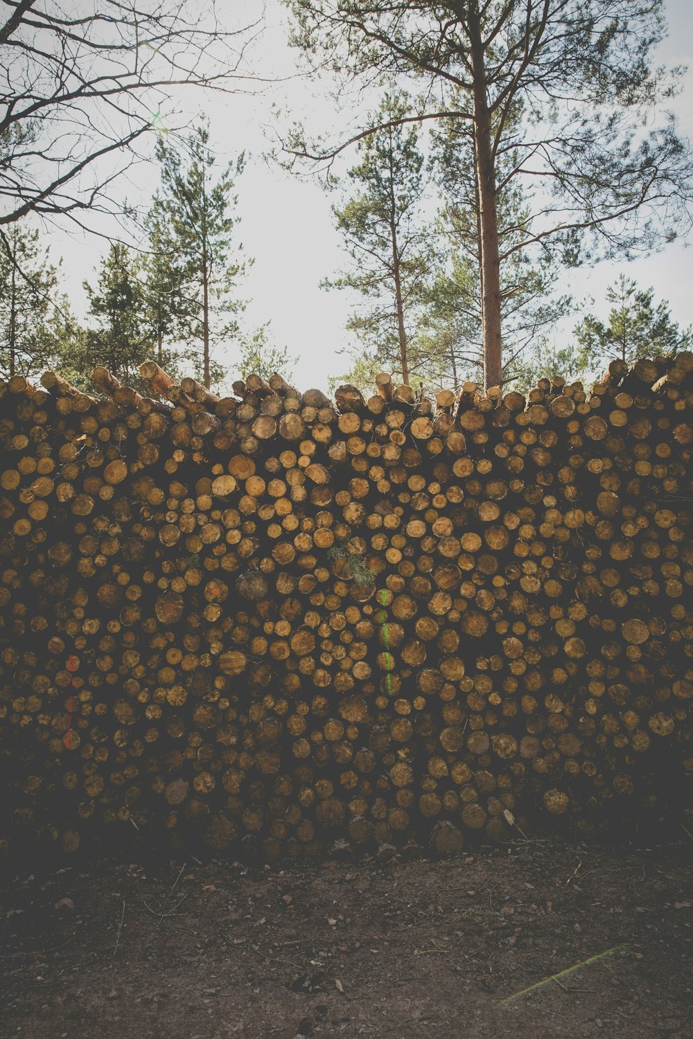 pile of brown firewood cord during daytime