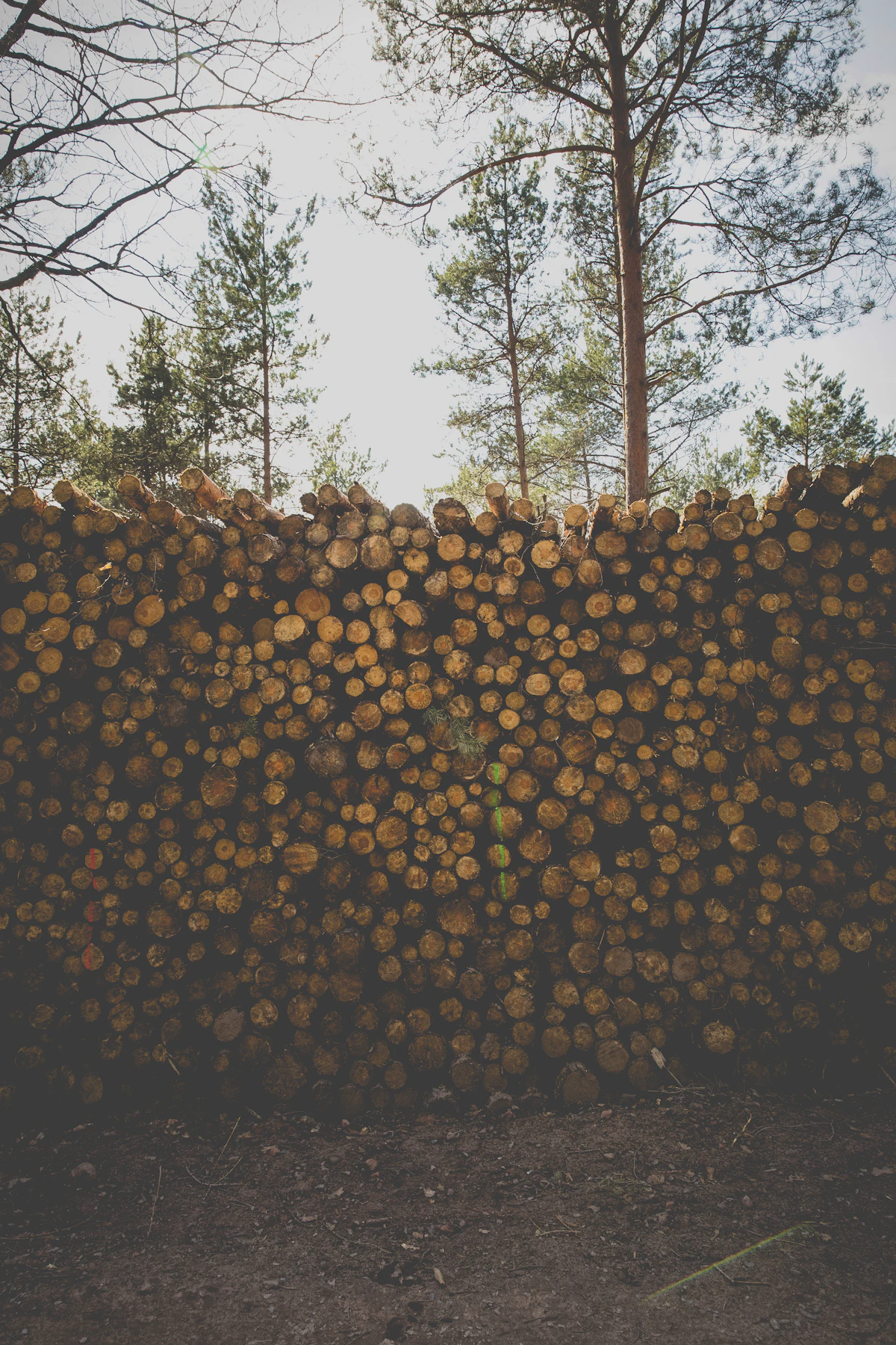 How to Convert Firewood Volume: Cords to Cubic Meters