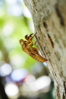An empty cicada shell is attached to the rough surface of a tree trunk, highlighting the intricate details of its exoskeleton. The background is blurred, showcasing a mix of soft greens and bokeh effects from the natural light filtering through leaves.