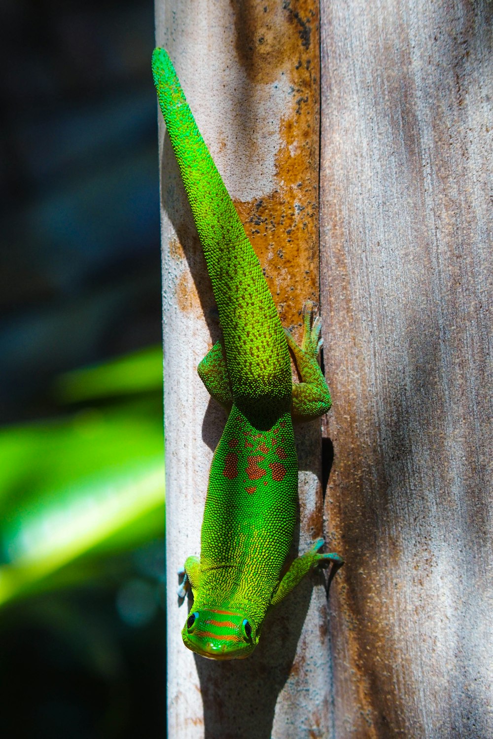 grüner Skink auf brauner Holzplanke