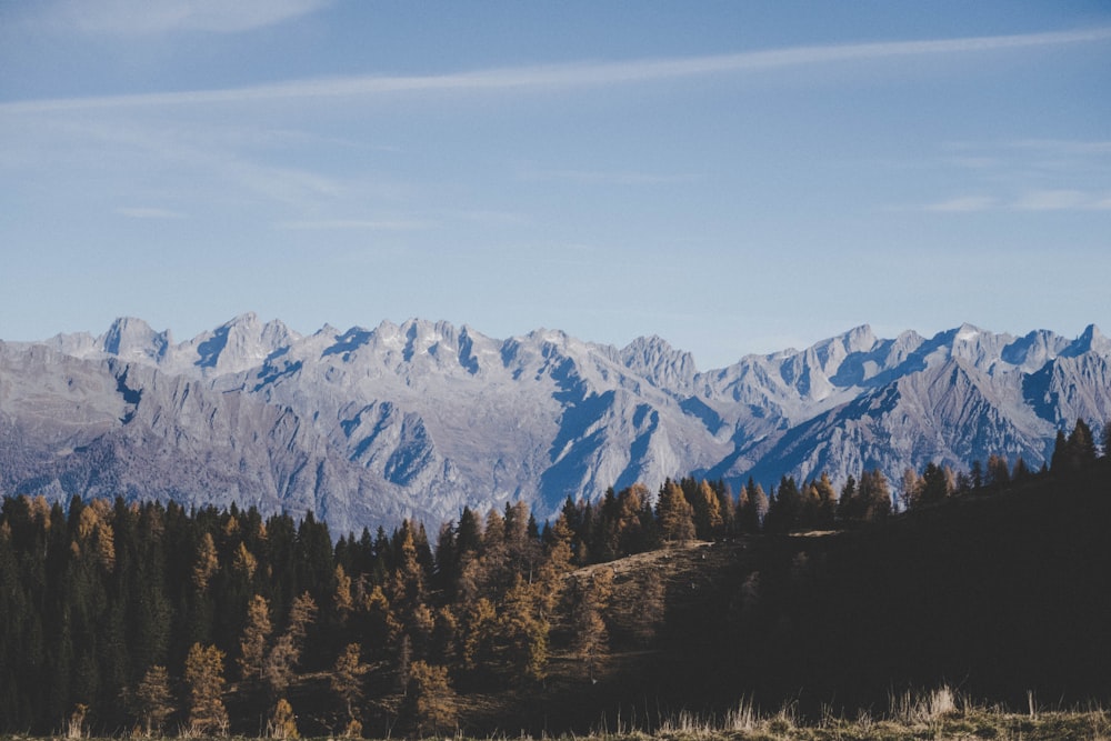 gray mountain range and brown trees