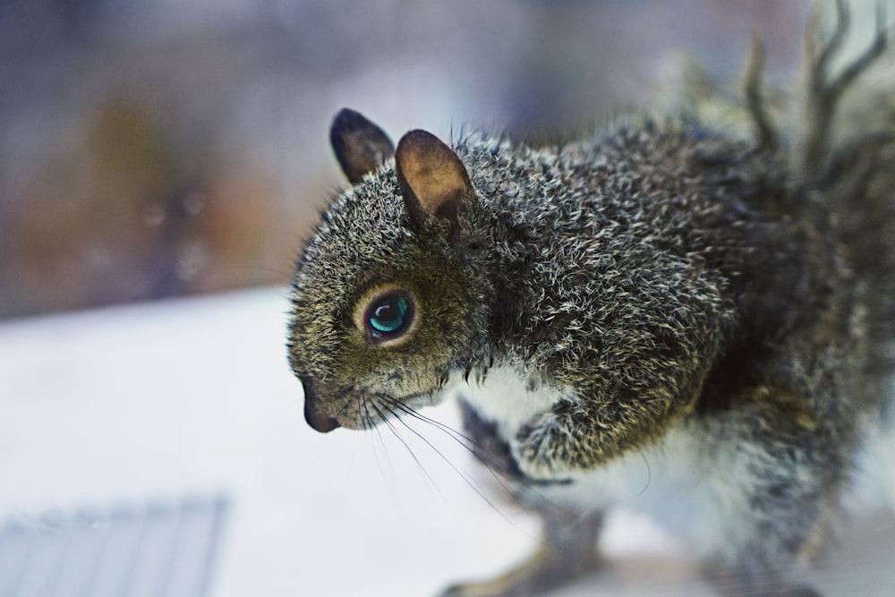 selective focus photography of squirrel