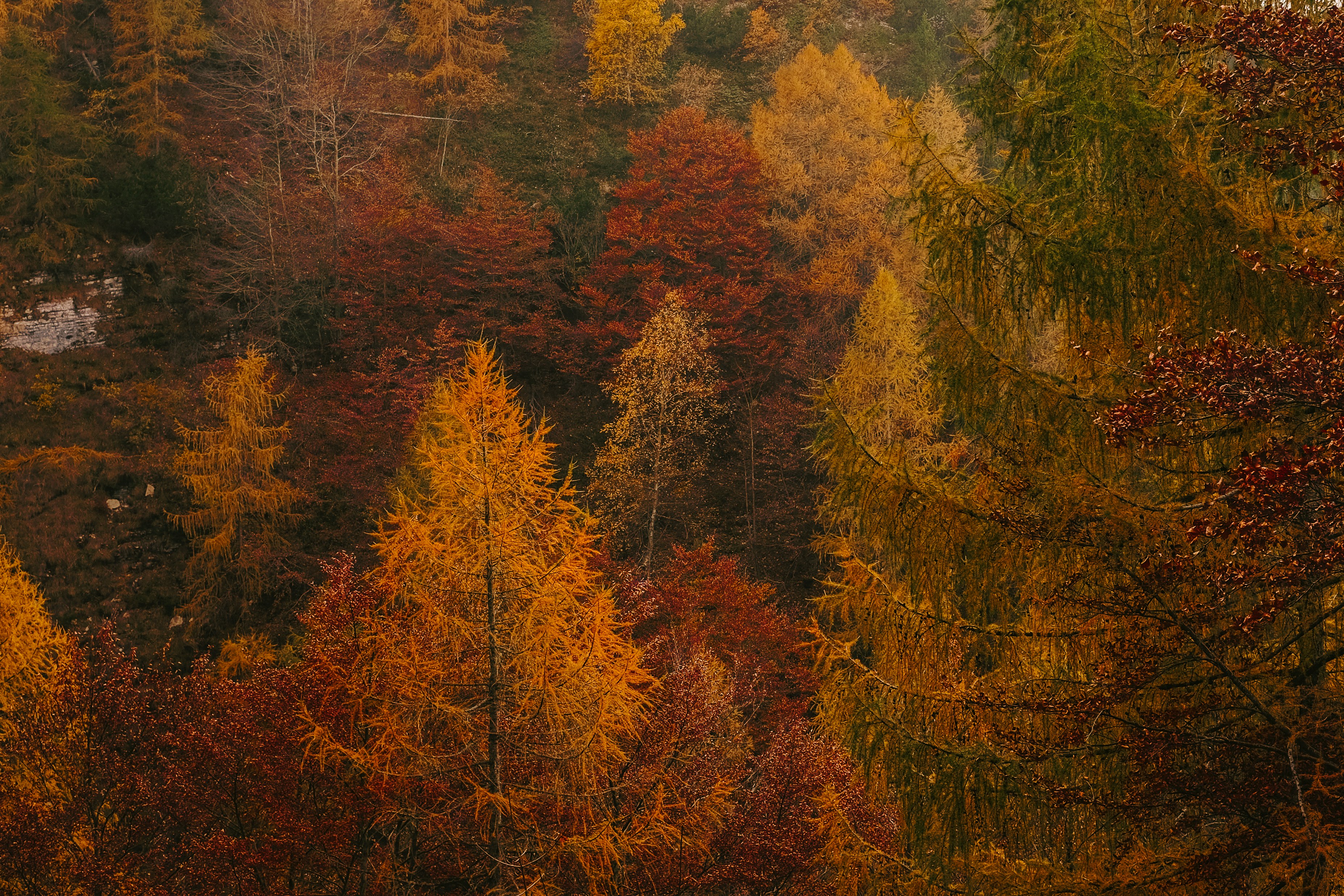 in distant photo of tall trees