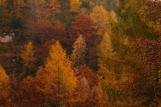 in distant photo of tall trees in Monte Baldo Italy