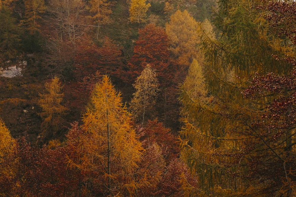 em foto distante de árvores altas