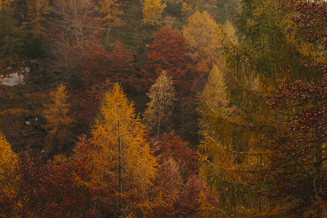 in distant photo of tall trees,