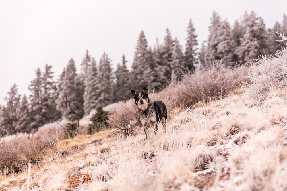 black and white wolf in the middle of the forest