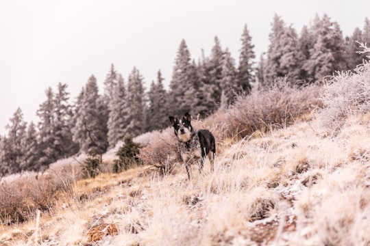 black and white wolf in the middle of the forest in Tushar Mountains United States